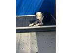 Adopt Freda a White Mixed Breed (Medium) dog in Whiteville, NC (38766562)