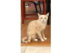 Adopt Suna a Tan or Fawn Domestic Shorthair (short coat) cat in Los Angeles