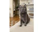 Adopt Tazi a Gray or Blue Domestic Shorthair (short coat) cat in Los Angeles