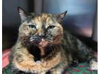 Adopt Tootsie a Tortoiseshell Domestic Shorthair (short coat) cat in Forked