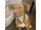 Adopt Bruno a Brown/Chocolate Mixed Breed (Medium) / Mixed dog in Midland