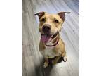 Adopt Farrah a Red/Golden/Orange/Chestnut Mixed Breed (Large) / Mixed dog in