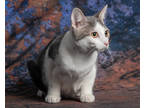 Adopt Glenda a White Domestic Shorthair / Domestic Shorthair / Mixed cat in