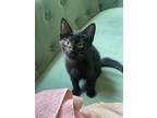 Adopt Juggs Wilson a All Black Domestic Shorthair / Domestic Shorthair / Mixed