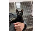 Adopt Sparkle a All Black Domestic Shorthair / Domestic Shorthair / Mixed cat in