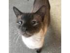 Adopt Loretta a Brown or Chocolate Siamese (short coat) cat in New Braunfels