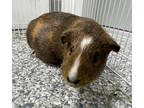 Adopt Honey (Bonded to Maple) a Orange Guinea Pig / Mixed small animal in