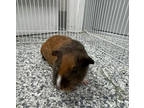 Adopt Maple (Bonded to Honey) a Orange Guinea Pig / Mixed small animal in