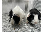 Adopt Orca (Bonded to Pearl) a Black Guinea Pig / Mixed (short coat) small