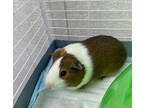 Adopt Luke a Blonde Guinea Pig / Mixed (short coat) small animal in Pomona