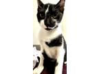 Adopt Peanut a All Black Domestic Shorthair / Domestic Shorthair / Mixed cat in