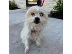 Adopt Emily *Bonded w/ Dorian*- City of Industry Location a Cairn Terrier