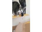 Adopt Angel a Brown Tabby Domestic Shorthair (short coat) cat in Fort Scott