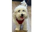 Adopt Nelson a White Bichon Frise / Poodle (Miniature) / Mixed dog in Akron