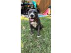Adopt OLIVE a Gray/Silver/Salt & Pepper - with White Pit Bull Terrier /
