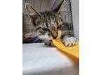 Adopt Blanch a Brown or Chocolate Domestic Shorthair / Domestic Shorthair /