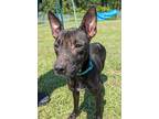 Adopt Starling a Black American Pit Bull Terrier / Mixed dog in Gulfport