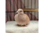 Adopt Paula (bonded To Wilson) a Dove
