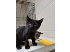 Adopt Stanley a All Black Domestic Shorthair / Domestic Shorthair / Mixed cat in
