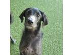Adopt Apollo a Black Greyhound / Mixed dog in Fort Worth, TX (38774501)