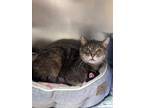 Adopt Gracie a Gray or Blue Domestic Shorthair / Domestic Shorthair / Mixed cat