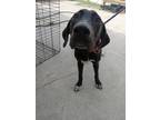 Adopt Gracyn a Black Great Dane / Mixed dog in Walterboro, SC (38774527)