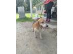Adopt Garth a Brown/Chocolate Beagle / Mixed dog in Walterboro, SC (38774525)