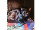 Adopt Booker a All Black Domestic Shorthair / Domestic Shorthair / Mixed cat in