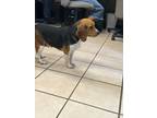 Adopt ZeeZee a Tricolor (Tan/Brown & Black & White) Beagle / Mixed dog in