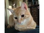 Adopt Amber a Domestic Shorthair / Mixed (short coat) cat in San Jacinto