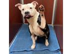 Adopt Goliath a White - with Black Pit Bull Terrier / Mixed dog in Indianapolis