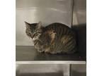 Adopt Koko a All Black Domestic Shorthair / Domestic Shorthair / Mixed cat in