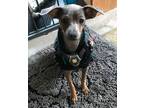 Adopt Miley a Tricolor (Tan/Brown & Black & White) Miniature Pinscher / Mixed