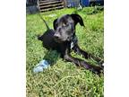 Adopt Duke a Black Mixed Breed (Large) / Mixed dog in Oklahoma City