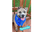Adopt Speedie a Brown/Chocolate Terrier (Unknown Type, Medium) / Mixed Breed