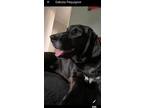 Adopt Grundy a Black Plott Hound / Labrador Retriever / Mixed dog in Paramus
