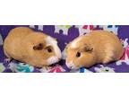 Adopt Lucia a Tan or Beige Guinea Pig (short coat) small animal in Highland