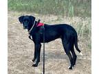 Adopt Luna a Black - with White Great Dane / Labrador Retriever / Mixed dog in