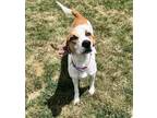 Adopt Daisy a White Mixed Breed (Medium) / Mixed dog in Dubuque, IA (38773373)