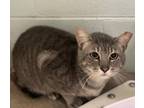 Adopt Jackson a Gray or Blue Domestic Shorthair / Domestic Shorthair / Mixed cat