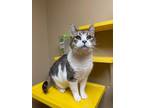 Adopt Mandy a Gray or Blue Domestic Shorthair / Domestic Shorthair / Mixed cat