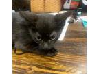 Adopt Vader a All Black Domestic Shorthair (short coat) cat in Appomattox