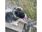 Adopt Fiona a Brown/Chocolate German Shepherd Dog / Mixed dog in Dickinson