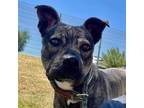 Adopt Orion a Black Shar Pei / Mixed dog in Phoenix, AZ (38771850)
