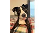 Adopt Roxy P a Black - with White Labrador Retriever dog in Tampa, FL (38772758)