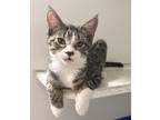 Adopt Taylor a Gray, Blue or Silver Tabby Domestic Shorthair (short coat) cat in