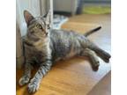 Adopt Lilly a Gray or Blue Domestic Shorthair / Mixed cat in Washington