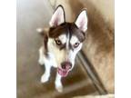Adopt Beedoo a Brown/Chocolate Husky / Mixed dog in Edinburg, TX (38771593)
