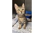 Adopt Socks a Brown Tabby Domestic Shorthair (short coat) cat in Newport