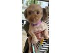Adopt Gertie a Poodle